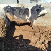 گوساله نر سمینتال چاق