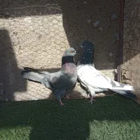 نقش|پرنده|زارچ, |دیوار