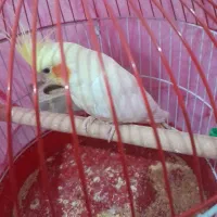 عروس هلندی دستی فول