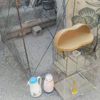 فلاکس چاهی جانونی