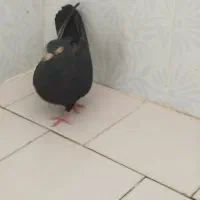 زاغ چشم نک سفید عروسک نوک ریز|پرنده|دهدشت, |دیوار