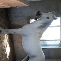 اسب کرد مدارک دار|اسب و تجهیزات اسبسواری|مشگین شهر, |دیوار