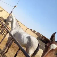 مادیون و کره ترکمن