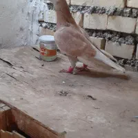 دم سفیدماده باکاغذی زردنر|پرنده|باوی, |دیوار