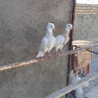 کبوتر طوقی