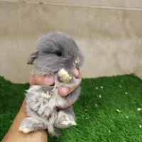 خرگوش مینیاتوری|موش و خرگوش|تهران, سلسبیل شمالی|دیوار