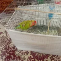طوطی برزیلی پسر نوجوان سه ماهه