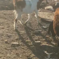 بز شیری و بزغاله دار