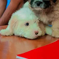 سگ شیت رو پامر|سگ|کرمان, |دیوار