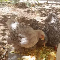 خروس برهما بارد یا کوکو|حیوانات مزرعه|تهران, سازمان آب|دیوار