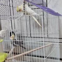 عروس هلندی