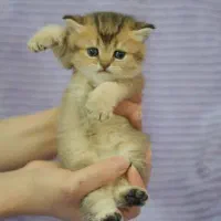 بچه های بریتیش اصیل(چهارباغ بالا)|گربه|اصفهان, باغ زرشک|دیوار