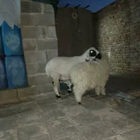 خریدار|حیوانات مزرعه|خاش, |دیوار