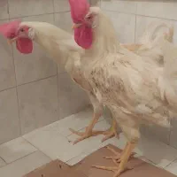 خروس