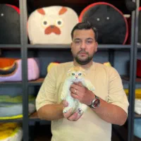 شهر بریتیش و اسکاتیش گلد Ny12 خفن