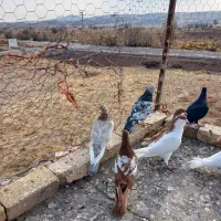 9عدد کفتر جنگنده اتوم|پرنده|تاکستان, |دیوار