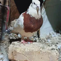 کبوتر|پرنده|ارسنجان, |دیوار
