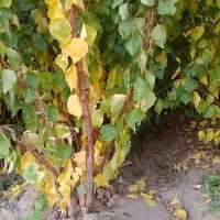 انواع نهال سیب و هلو و گردو موجود در نهالستان|گل و گیاه طبیعی|مراغه, |دیوار