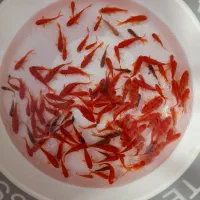 ماهی قرمز|ماهی|اسفراین, |دیوار