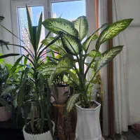 گل طبیعی زیبا