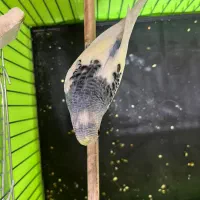 قناری .سهره. مرغ عشق|پرنده|قرچک, شهرک طلائیه|دیوار