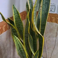 گل سانسوریا پر بوته ۵۰۰