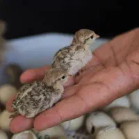 جوجه مرغ بلدرچین کوهی خروس آمریکایی