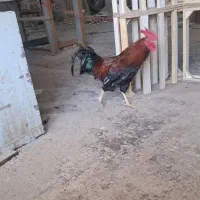 خروس محلی اوازخان
