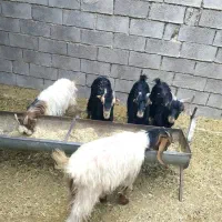 کهره ماده|حیوانات مزرعه|بهبهان, |دیوار