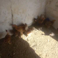 جوجه مرغ و خروس