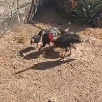 بوقلمون محلی