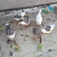 غاز