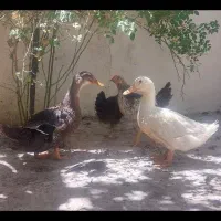 دوتا اردک فروش