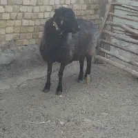 قوچ ۳ساله دو رگه نژاد دار کاربلد فراهان ماستر|حیوانات مزرعه|فرمهین, |دیوار