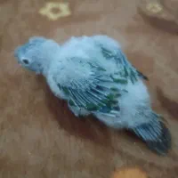 جوجه گرینجیک