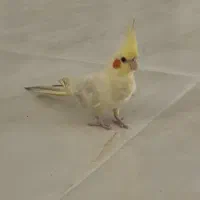 عروس هلندی گمشده