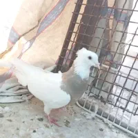 طوقی ناب|پرنده|دره شهر, |دیوار