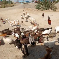 فروش تعدادی مرغ وخروس،غاز،اردک،