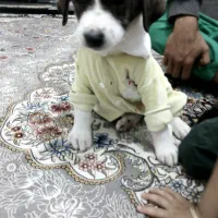 حیوان کالا نیست