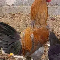 خروس|حیوانات مزرعه|برخوار, |دیوار