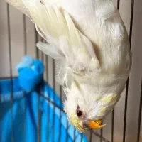 مرغ عشق پروانه‌ای فالو ماده