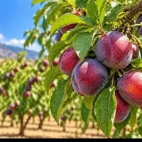 تغذیه و آماده سازی درخت تا برداشت سال دیگه