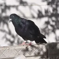 کبوتر زاغ نر قلدر جوون