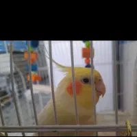 عروس هلندی نر لوتینو دستی فول