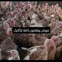 فروش بوقلمون ارگانیک