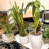 گل گیاه طبیعی