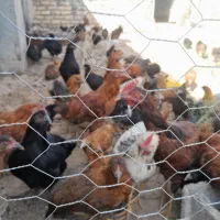 مرغ وخروس فروشی
