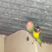 طوطی برزیلی