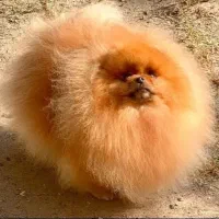 پامر خرسی بوفیس سوپر چمپیون نر جهت جفتگیری