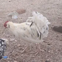 جوجه گلین